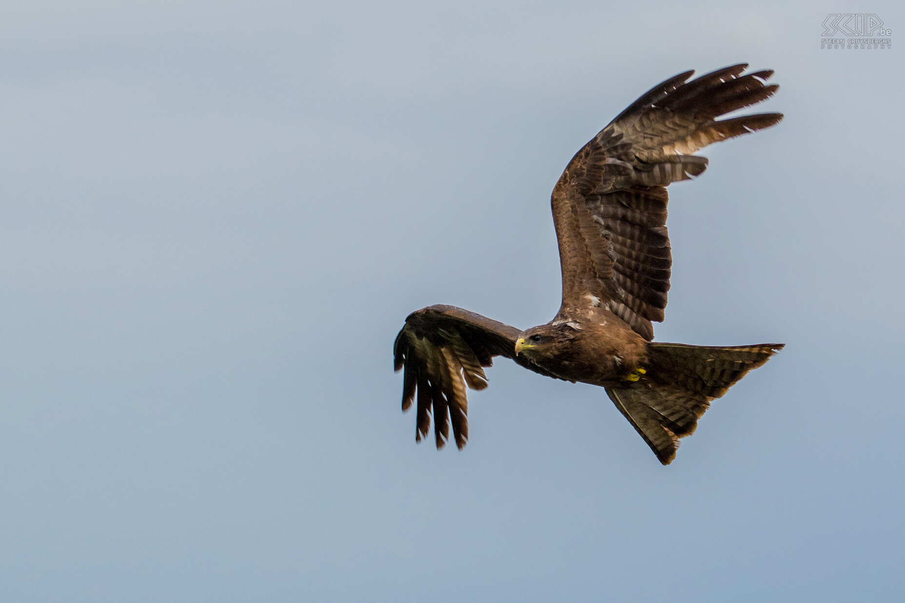 Debre Zeit - Yellow billed kite We also stayed a day at Lake Bishoftu Guda/Lake Babogaya in Debre Zeit. Debre Zeit, officially called Bishoftu, is a city at 1920m altitude and 50km south of Addis Abeba.  During one I tried to photograph all kinds of birds like this yellow billiard kite (Milvus aegyptius) which is very numerous around the lake. Stefan Cruysberghs